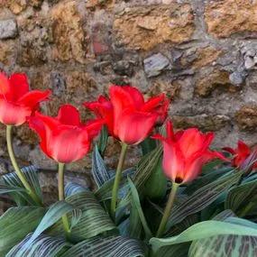 Red Riding Hood Tulip (Tulipa Red Riding Hood) Img 2